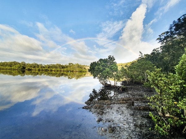 Mangrove landscape at dawn with beautiful reflection