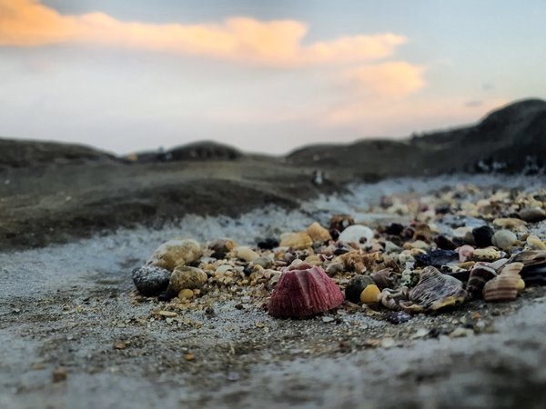 Natural rock pools - shells and marine treasures on the beach